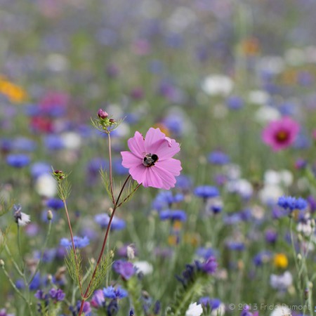 Belle Île, Bretagne